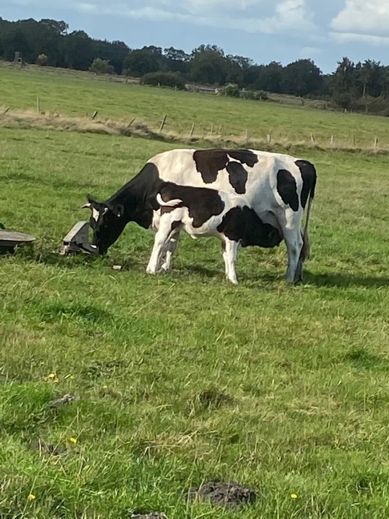 Kalb trinkt auf Weide der Öko Melkburen
