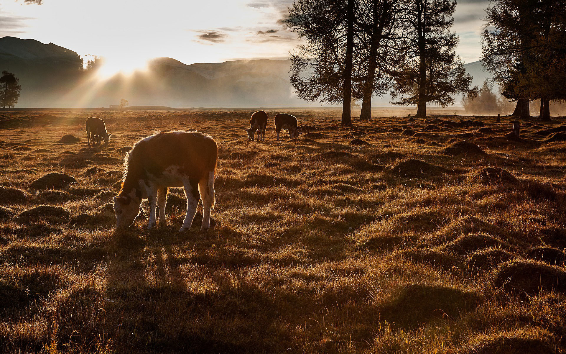 Tiere bei Sonnenaufgang